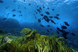 Green algae, Caulerpa racemosa and black durgon, Melichthys niger, schooling, St Green algae, Caulerpa racemosa and black durgon, Melichthys niger, schooling, St