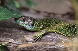 Green Lizard Print