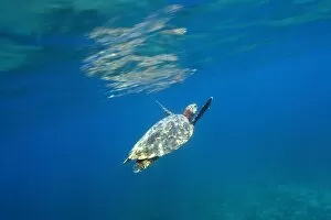 Images Dated 9th April 2002: Green sea turtle, Chelonia mydas, surfacing to breathe, Fernando de Noronha, Pernambuco, Brazil