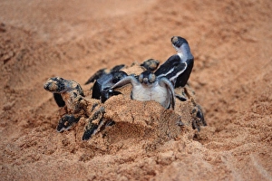 Green sea turtles hatching (Chelonia mydas). Fernando de Noronha, Pernambuco, Brazil Green sea turtles hatching (Chelonia mydas). Fernando de Noronha, Pernambuco, Brazil