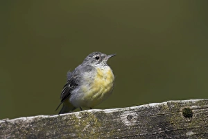 Grey Wagtail (Motacilla cinerea) with some juvenille plumage sitting on submerged fence Grey Wagtail (Motacilla cinerea) with some juvenille plumage sitting on submerged fence