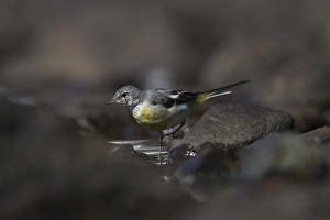 Grey Wagtail (Motacilla cinerea) with some juvenille plumage walking through water Grey Wagtail (Motacilla cinerea) with some juvenille plumage walking through water