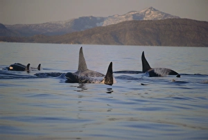 Group of Killer whales (Orcinus orca), including three adult males, moving through the fjords in winter Group of Killer whales (Orcinus orca), including three adult males, moving through the fjords in winter