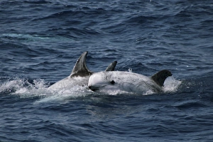 Group of Rissos Dolphin - 1 leaping out of wave. Azores, North Atlantic Group of Rissos Dolphin - 1 leaping out of wave. Azores, North Atlantic