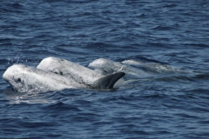 Group of Rissos Dolphin at the surface. Azores, North Atlantic Group of Rissos Dolphin at the surface. Azores, North Atlantic