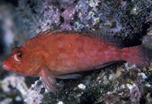 Fish Photography Prints: Hawkfish