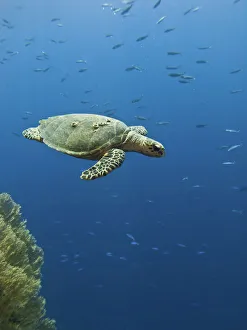 Hawksbill turtle (Eretmochelys imbricata). Shark Observatory, Ras Mohamed National Park Hawksbill turtle (Eretmochelys imbricata). Shark Observatory, Ras Mohamed National Park