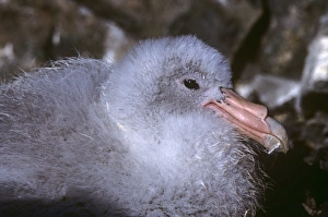 Head of fluffy giant petrel chick. (Macronectes giganteus). Harmony Cove, Nelson Island, Antarctica Head of fluffy giant petrel chick. (Macronectes giganteus). Harmony Cove, Nelson Island, Antarctica