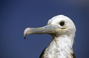 Head of juvenile magnificent frigatebird. (Fregata magnificens). North Seymour Island, Galapagos, Ecuador Head of juvenile magnificent frigatebird. (Fregata magnificens). North Seymour Island, Galapagos, Ecuador