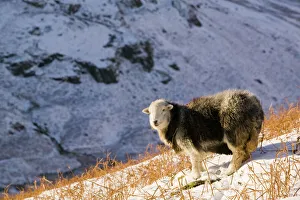 Herdwick ewe on Steel Fell above Grasmere in the Lake district, UK Herdwick ewe on Steel Fell above Grasmere in the Lake district, UK