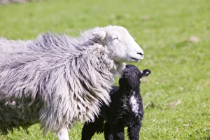 Herdwick Sheep Prints: A Herdwick sheep and lamb