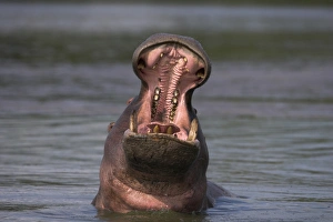 Hippo (Hippopotamus amphibius) yawning. Kruger National Park, Mpumalanga, South Africa Hippo (Hippopotamus amphibius) yawning. Kruger National Park, Mpumalanga, South Africa