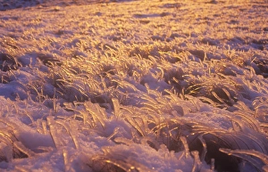 Hoare frost on the summit of Red Screes in the Lake District, UK Hoare frost on the summit of Red Screes in the Lake District, UK