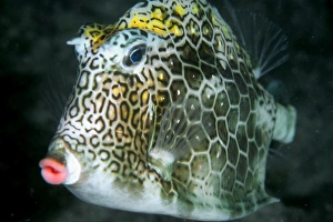 Honeycomb cowfish at night, Lactophrys polygonia, Abrolhos National Marine Sanctuary Honeycomb cowfish at night, Lactophrys polygonia, Abrolhos National Marine Sanctuary