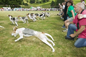 The Hound Trails at Ambleside Sports Lake District UK The Hound Trails at Ambleside Sports Lake District UK