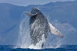 Humpback whale (Megaptera novaeangliae) in the AuAu Channel between the islands of Maui and Lanai, Hawaii, USA Humpback whale (Megaptera novaeangliae) in the AuAu Channel between the islands of Maui and Lanai, Hawaii, USA