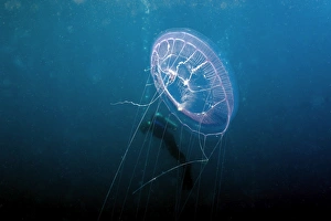 Hydrozoan medusa, Aequorea sp., and diver, Truk lagoon, Chuuk, Federated States of Micronesia, Pacific Hydrozoan medusa, Aequorea sp., and diver, Truk lagoon, Chuuk, Federated States of Micronesia, Pacific