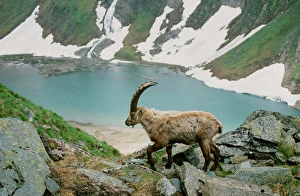An Ibex Print in the Austrian Mountains