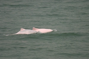 Indo-Pacific humpbacked dolphin (Sousa chinensis) mother (pink) and juvenile surfacing together,. Lantau Island, Hong Indo-Pacific humpbacked dolphin (Sousa chinensis) mother (pink) and juvenile surfacing together,. Lantau Island, Hong