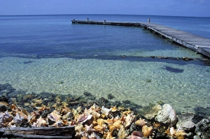 Jetty and sea defence made from Queen Coch shells, South Water Cay, Belize Jetty and sea defence made from Queen Coch shells, South Water Cay, Belize