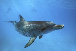 Juvenile Atlantic Spotted Dolphin (Stenella frontalis) underwater on the Little Bahama Banks, Grand Bahama Island Juvenile Atlantic Spotted Dolphin (Stenella frontalis) underwater on the Little Bahama Banks, Grand Bahama Island