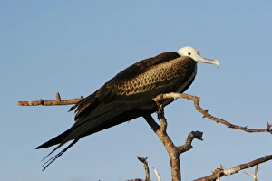 Juvenile great frigate bird (Fregata minor) nesting and breeding site on North Seymour Island in the Galapagos Island Juvenile great frigate bird (Fregata minor) nesting and breeding site on North Seymour Island in the Galapagos Island