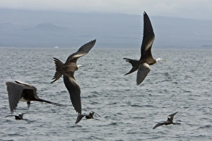 Juvenile great frigate birds (Fregata minor) vie for food on nesting and breeding site on North Seymour Island in Juvenile great frigate birds (Fregata minor) vie for food on nesting and breeding site on North Seymour Island in