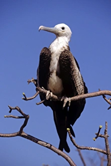 Juvenile magnificent frigatebird. (Fregata magnificens). North Seymour Island, Galapagos, Ecuador Juvenile magnificent frigatebird. (Fregata magnificens). North Seymour Island, Galapagos, Ecuador