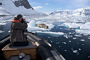 kayaking with a leopard seal near Danco Island, Antarctica. The Leopard seal (Hydrurga leptonyx) kayaking with a leopard seal near Danco Island, Antarctica. The Leopard seal (Hydrurga leptonyx)