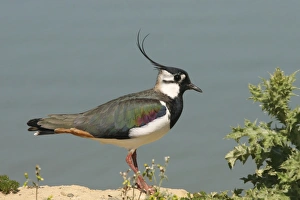 British Bird Species Images Prints: Lapwing. UK (RR)