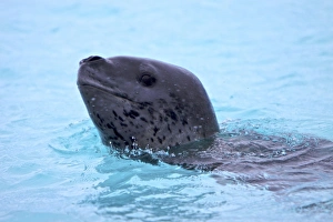 A large, curious, female leopard seal (Hydrurga leptonyx) inspects the Zodiac near Booth Island on the western side of A large, curious, female leopard seal (Hydrurga leptonyx) inspects the Zodiac near Booth Island on the western side of