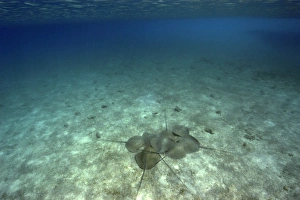 Large group of pink whipray or Tahitian stingray, Himantura fai, Rongelap, Marshall Islands, Micronesia Large group of pink whipray or Tahitian stingray, Himantura fai, Rongelap, Marshall Islands, Micronesia
