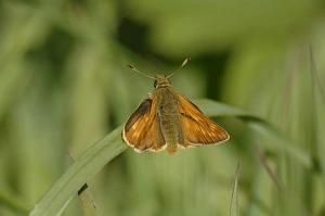 Specialist Stock Images UK Prints: Large skipper (Ochlodes sylvanus), Pembrokeshire, Wales, UK, Europe