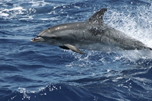 Leaping Spotted Dolphin. Azores, North Atlantic Leaping Spotted Dolphin. Azores, North Atlantic
