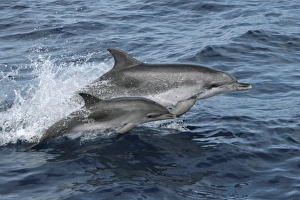 Leaping Spotted Dolphin Mother and Calf. Azores, North Atlantic Leaping Spotted Dolphin Mother and Calf. Azores, North Atlantic