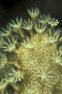 Leather Coral Polyps (Sarcophyton sp) each extending its 8 arms to try catching plankton in water Leather Coral Polyps (Sarcophyton sp) each extending its 8 arms to try catching plankton in water