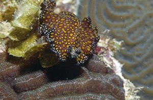 Leopard Flatworm Print, Cayman Islands Coral Landscape