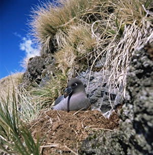 Light-Mantled sooty albatross on nest-South Georgia Light-Mantled sooty albatross on nest-South Georgia