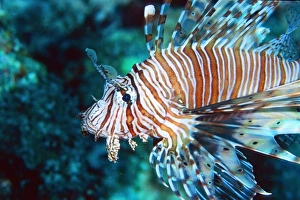 Lionfish, Pterois volitans, Similan Islands, Thailand (Andaman Sea) Lionfish, Pterois volitans, Similan Islands, Thailand (Andaman Sea)