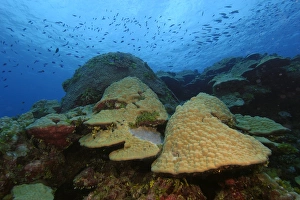 Lobe coral, Porites sp., Namu atoll, Marshall Islands (N. Pacific) Lobe coral, Porites sp., Namu atoll, Marshall Islands (N. Pacific)
