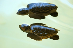 Loggerhead turtle hatchlings, Caretta caretta, Center for sea turtle protection, TAMAR project, Arembepe, Bahia Loggerhead turtle hatchlings, Caretta caretta, Center for sea turtle protection, TAMAR project, Arembepe, Bahia