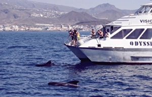 Logging Short-finned pilot whales ( Globicephala macrorhynchus) close to whale watch boat with Tenerife landscape in Logging Short-finned pilot whales ( Globicephala macrorhynchus) close to whale watch boat with Tenerife landscape in