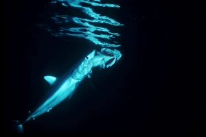Mako Shark (Isurus oxyrinchus) feeding on Grouper. Night diving encounter. North Island, Three Kings, New Zealand Mako Shark (Isurus oxyrinchus) feeding on Grouper. Night diving encounter. North Island, Three Kings, New Zealand