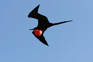 Male great frigate bird (Fregata minor) in flight showing expanded gular pouch near nesting Male great frigate bird (Fregata minor) in flight showing expanded gular pouch near nesting