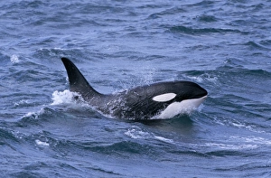 Male Killer whale (Orcinus orca) surfacing, with eye clear of the water, west of Snaefellsness Peninsular, Iceland Male Killer whale (Orcinus orca) surfacing, with eye clear of the water, west of Snaefellsness Peninsular, Iceland