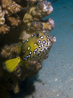 Yellow Boxfish Print, Na'ama Bay, Red Sea