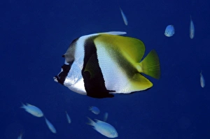 Masked bannerfish, Heniochus monoceros, Ailuk atoll, Marshall Islands, Pacific (rr) Masked bannerfish, Heniochus monoceros, Ailuk atoll, Marshall Islands, Pacific (rr)