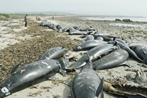Mass stranding of False Killer Whales (Pseudorca crassidens). Some hundred animals came ashore in one of the biggest Mass stranding of False Killer Whales (Pseudorca crassidens). Some hundred animals came ashore in one of the biggest