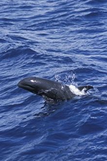 Melon-headed whale (Peponocephala electra). Surfacing, lifting its head high out of the water.. Indonsia Melon-headed whale (Peponocephala electra). Surfacing, lifting its head high out of the water.. Indonsia