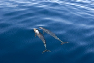 Melon headed whales (Electra dolphin). A melon headed whale blowing bubbles. Eastern Caribbean Melon headed whales (Electra dolphin). A melon headed whale blowing bubbles. Eastern Caribbean